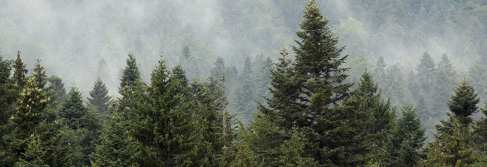 mountain forest in the fog autumn season
